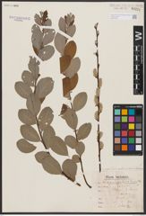 Salix aurita L. x Salix repens L. x Salix starkeana Willd.